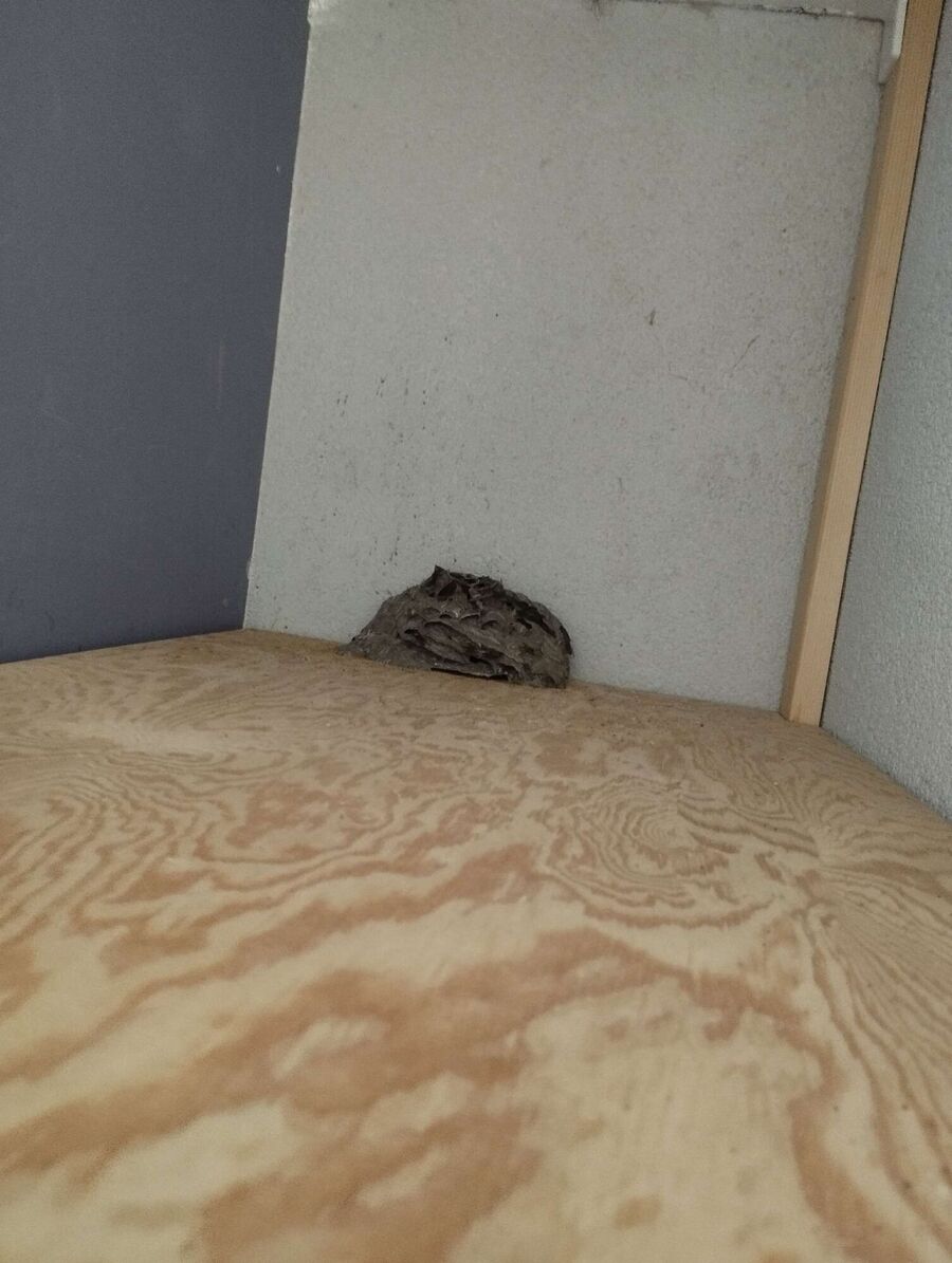 Bee nest at the house remove