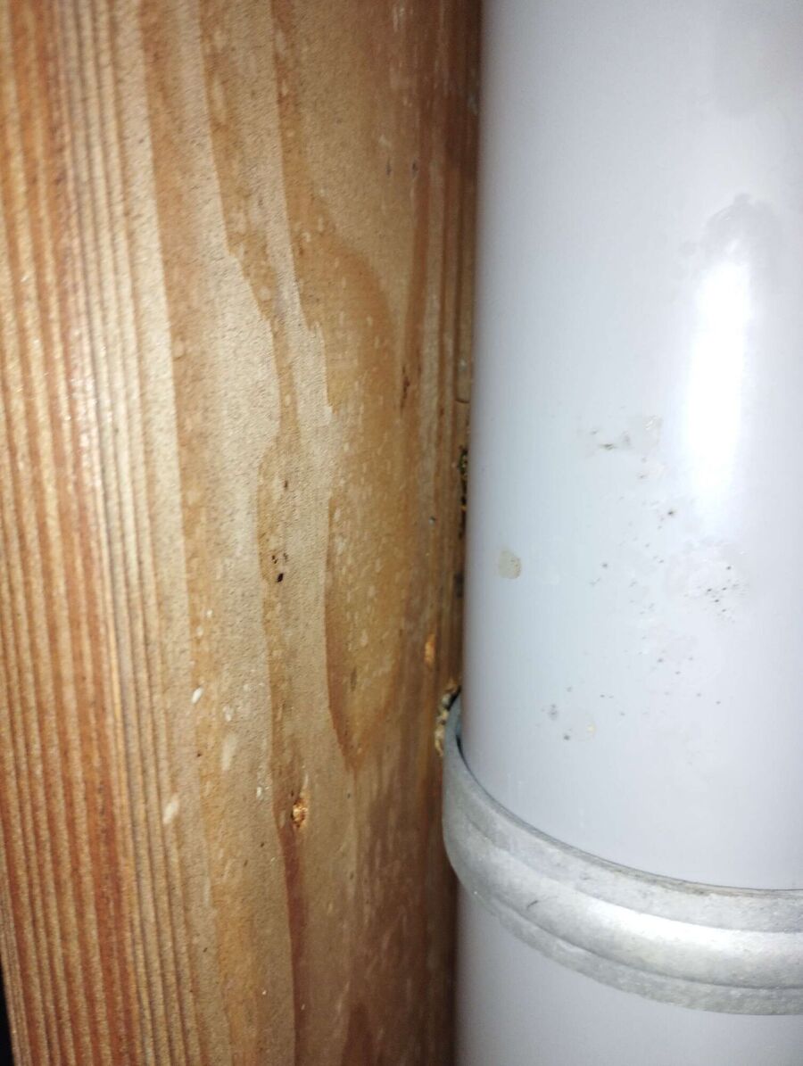 Relocate bees & remove bee nest