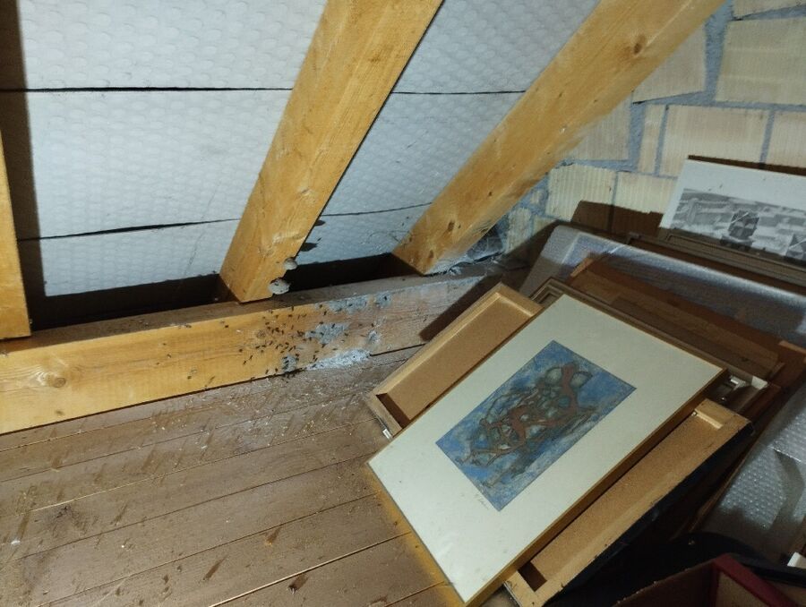 Relocate bees & remove bee nest