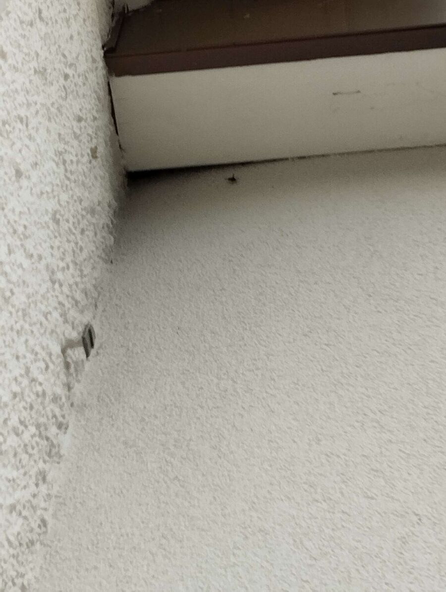 Bee nest at the house remove