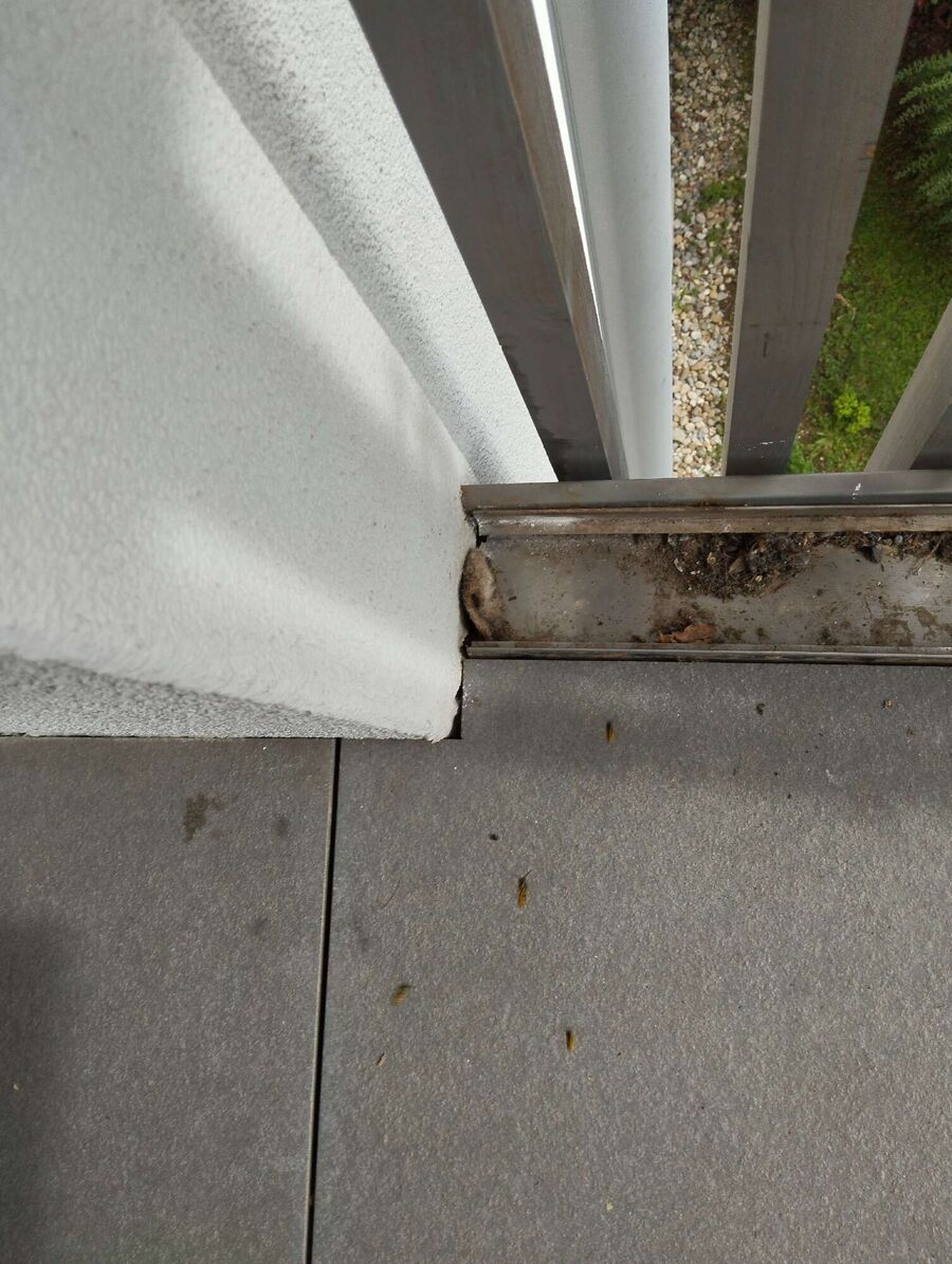 Bee nest at the house remove