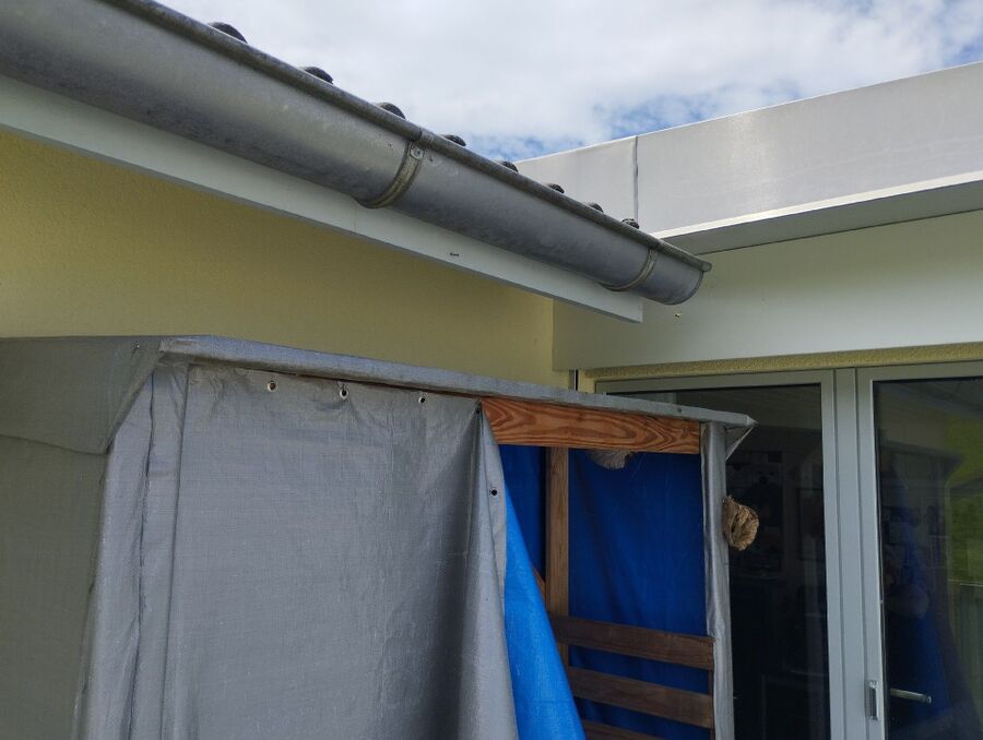 Relocate bees & remove bee nest