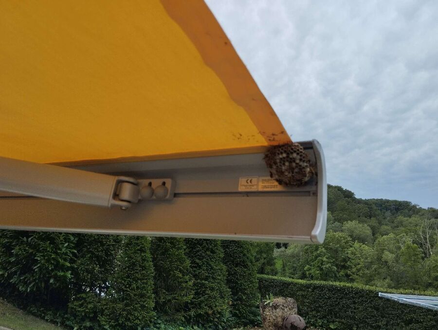 Bee nest at the house remove