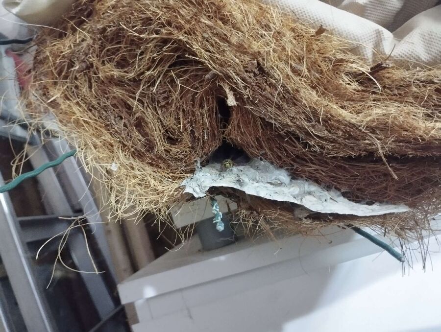 Relocate bees & remove bee nest