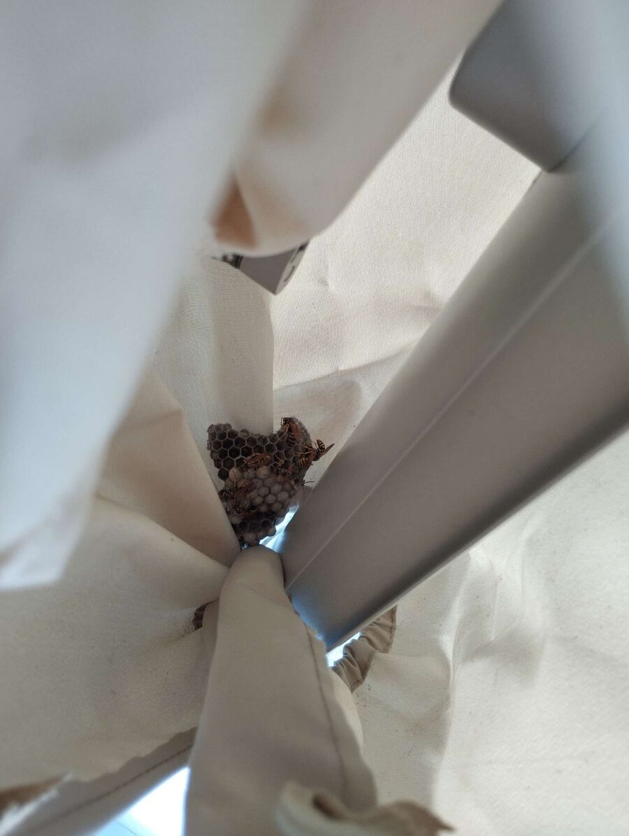 Bee nest at the house remove