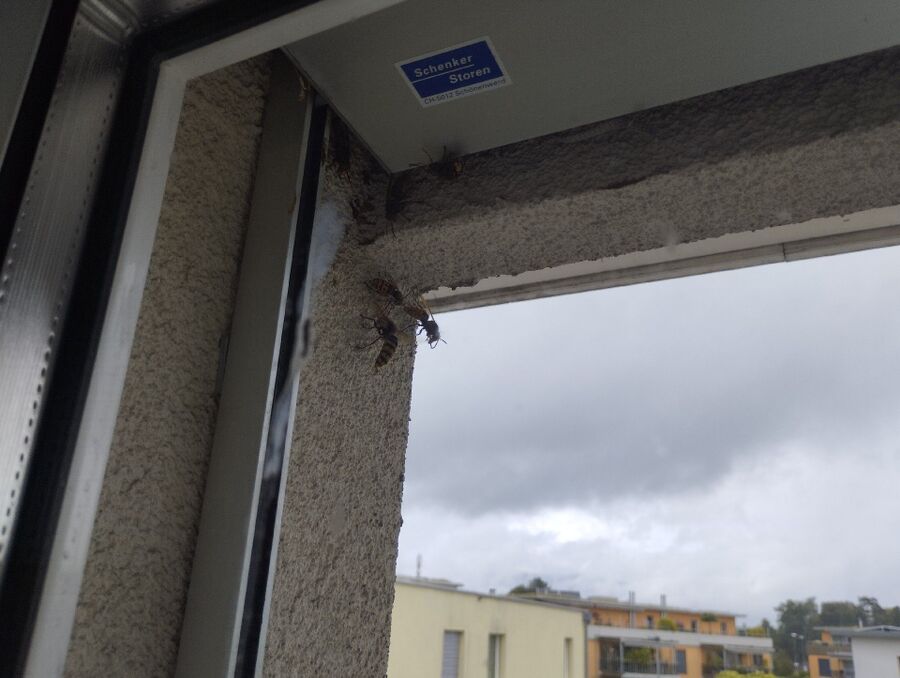 Bee nest at the house remove