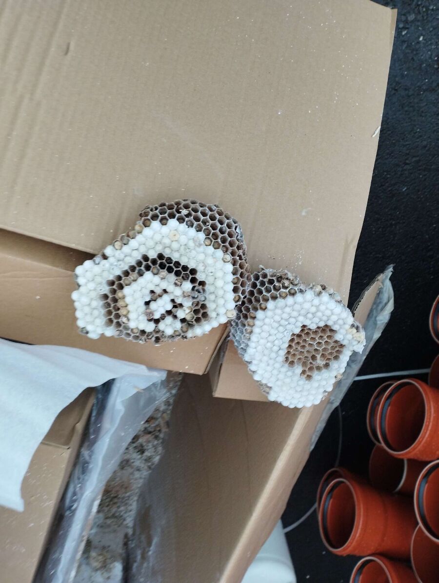 Bee nest at the house remove