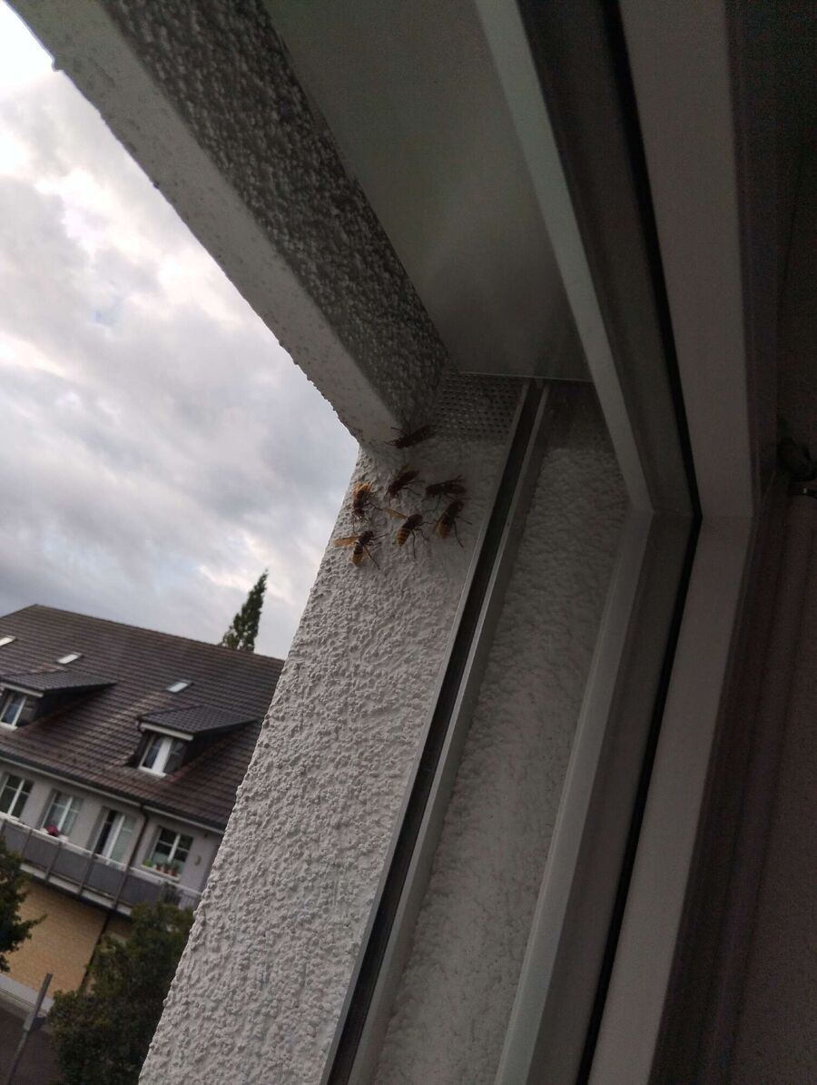 Bee nest at the house remove