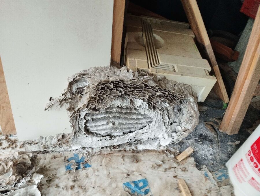 Relocate bees & remove bee nest