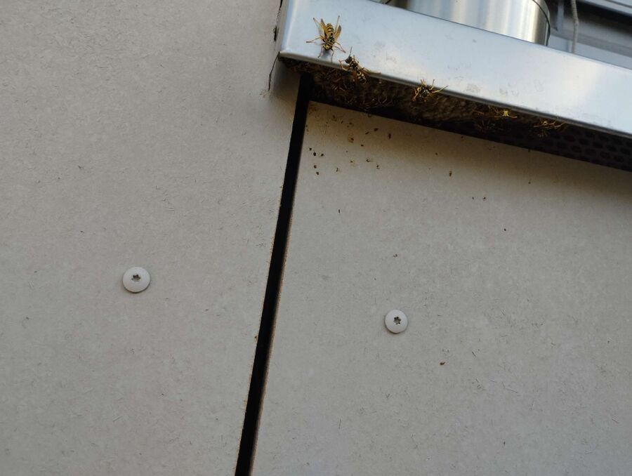 Relocate bees & remove bee nest