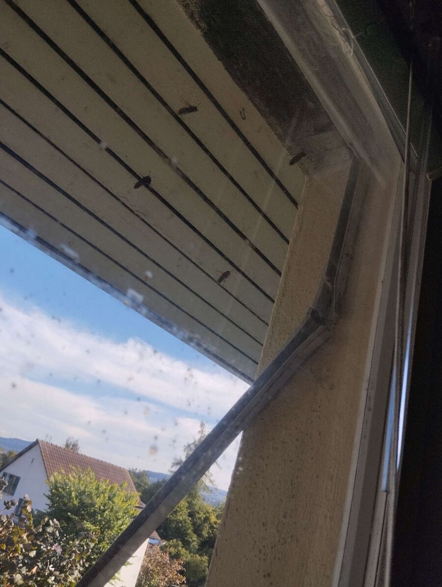 Bee nest at the house remove