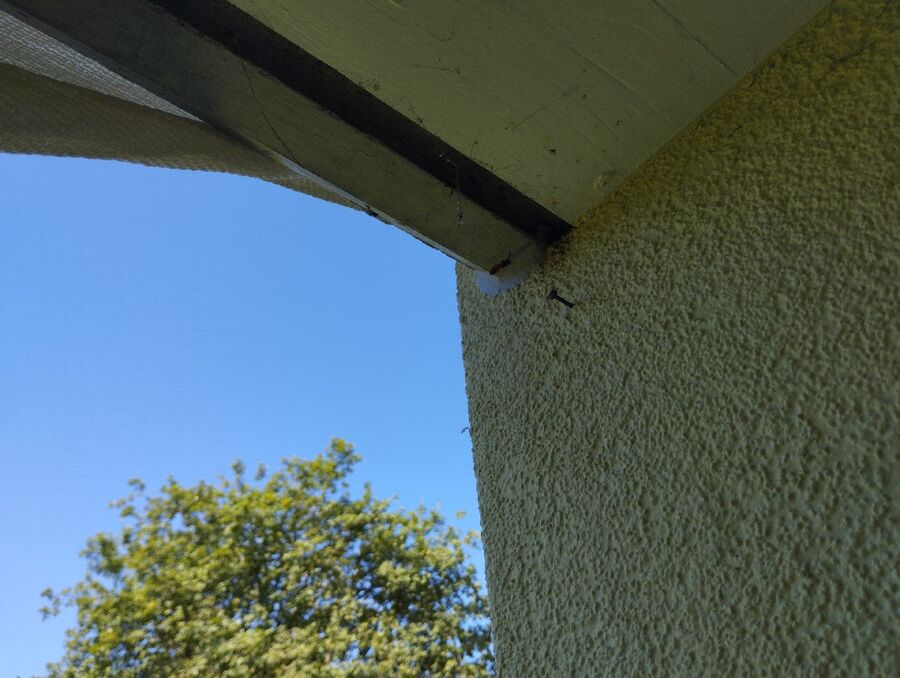 Relocate bees & remove bee nest