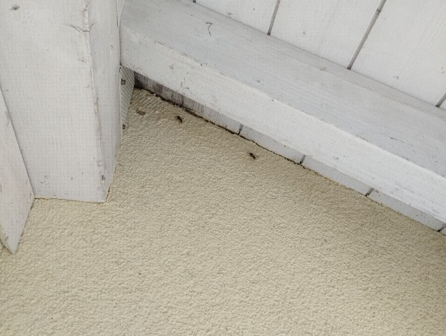 Bee nest at the house remove