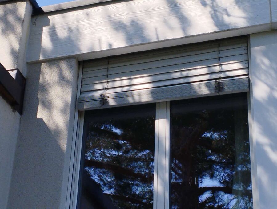 Bee nest at the house remove