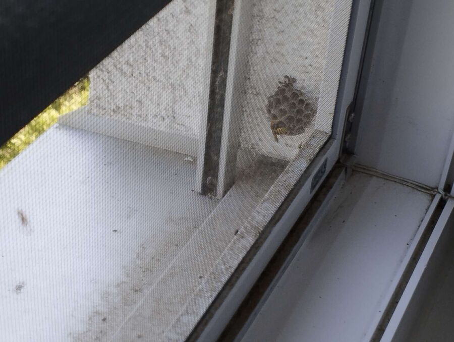 Bee nest at the house remove