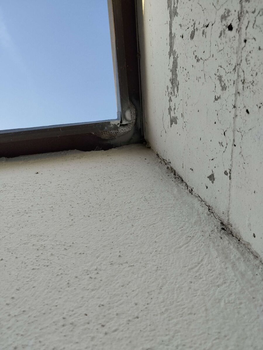 Relocate bees & remove bee nest