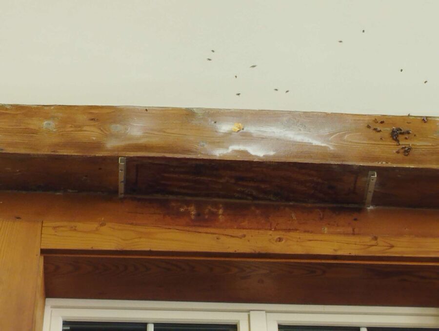 Bee nest at the house remove