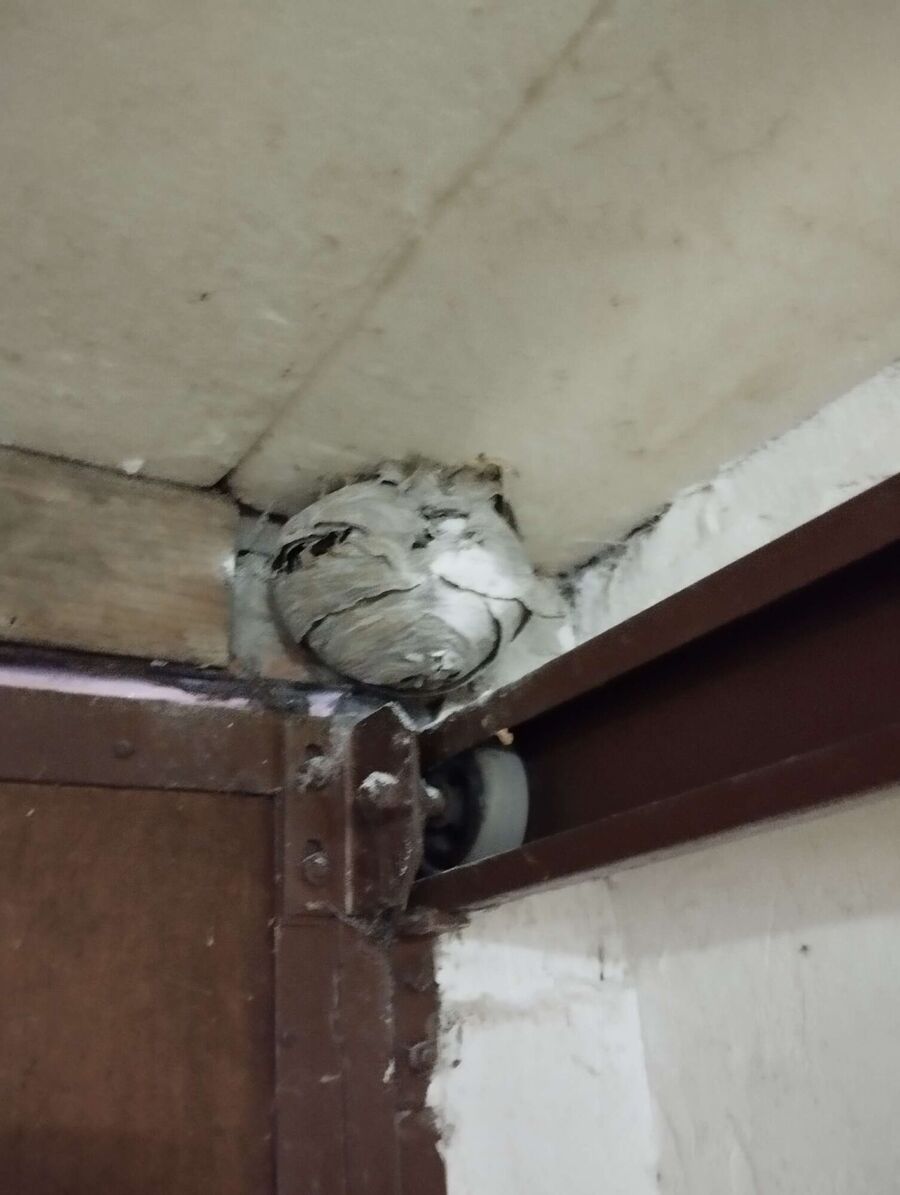 Bee nest at the house remove