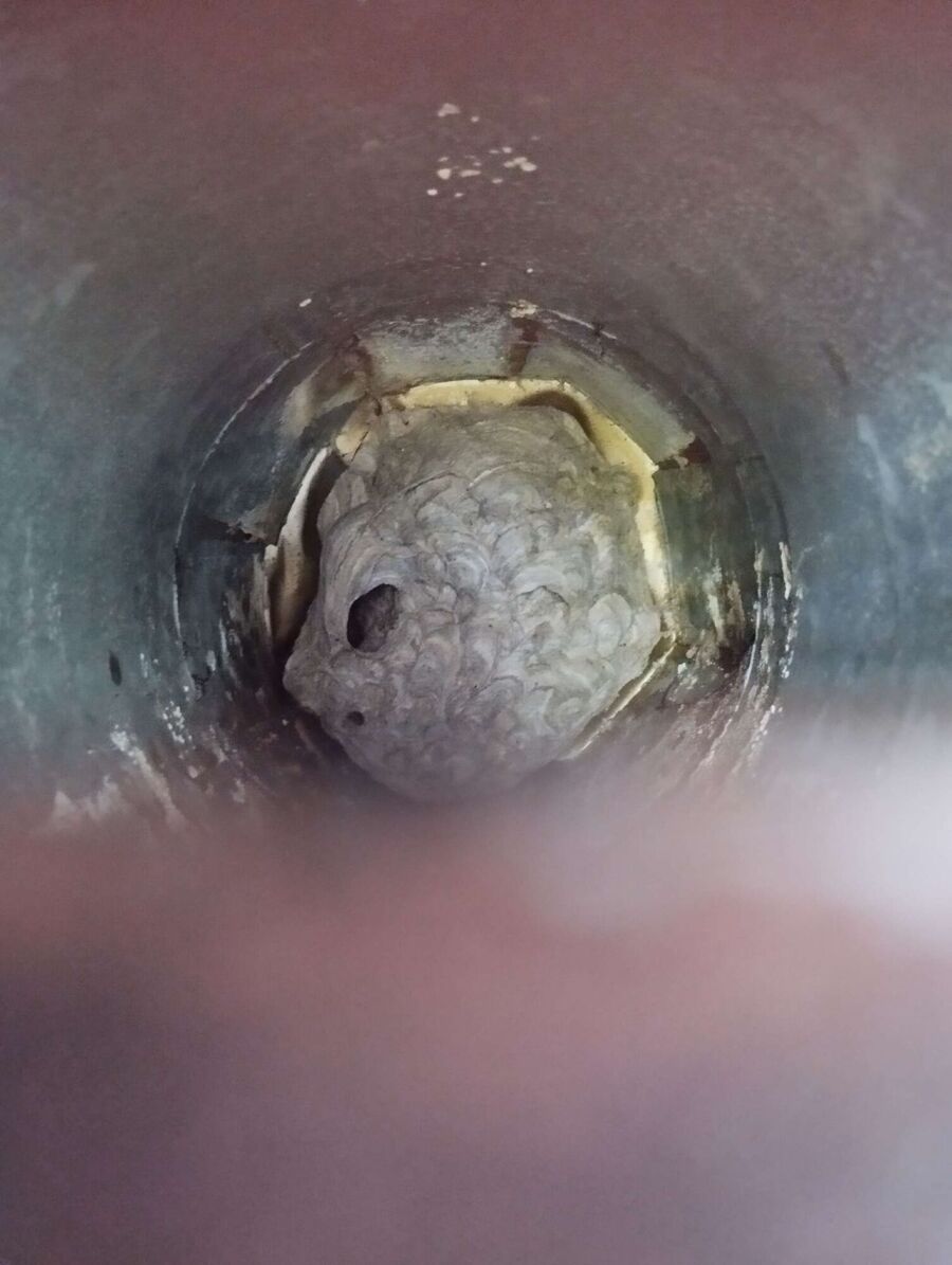 Relocate bees & remove bee nest