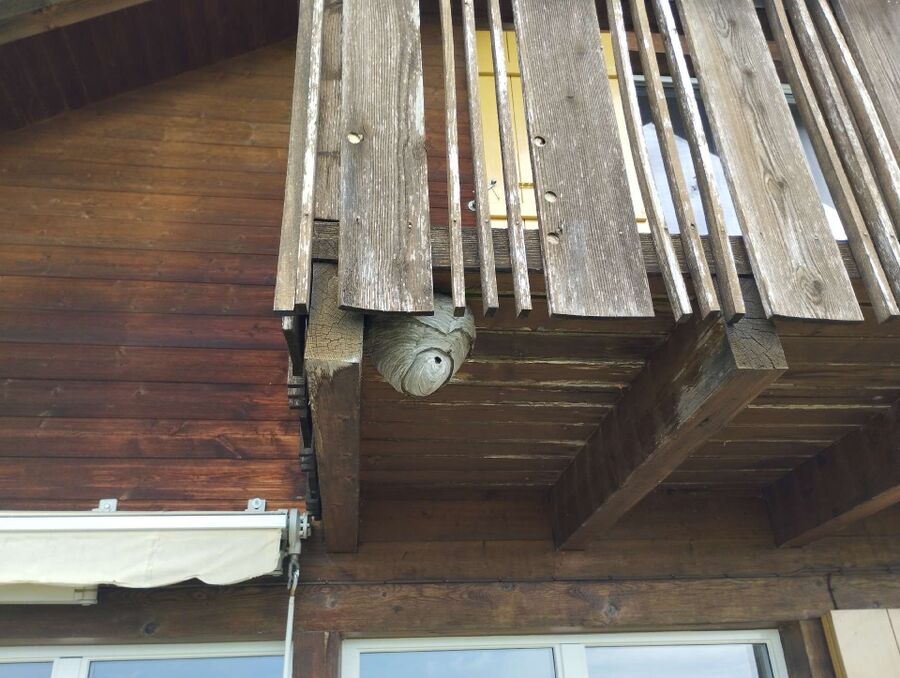 Relocate bees & remove bee nest