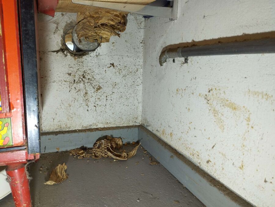 Bee nest at the house remove