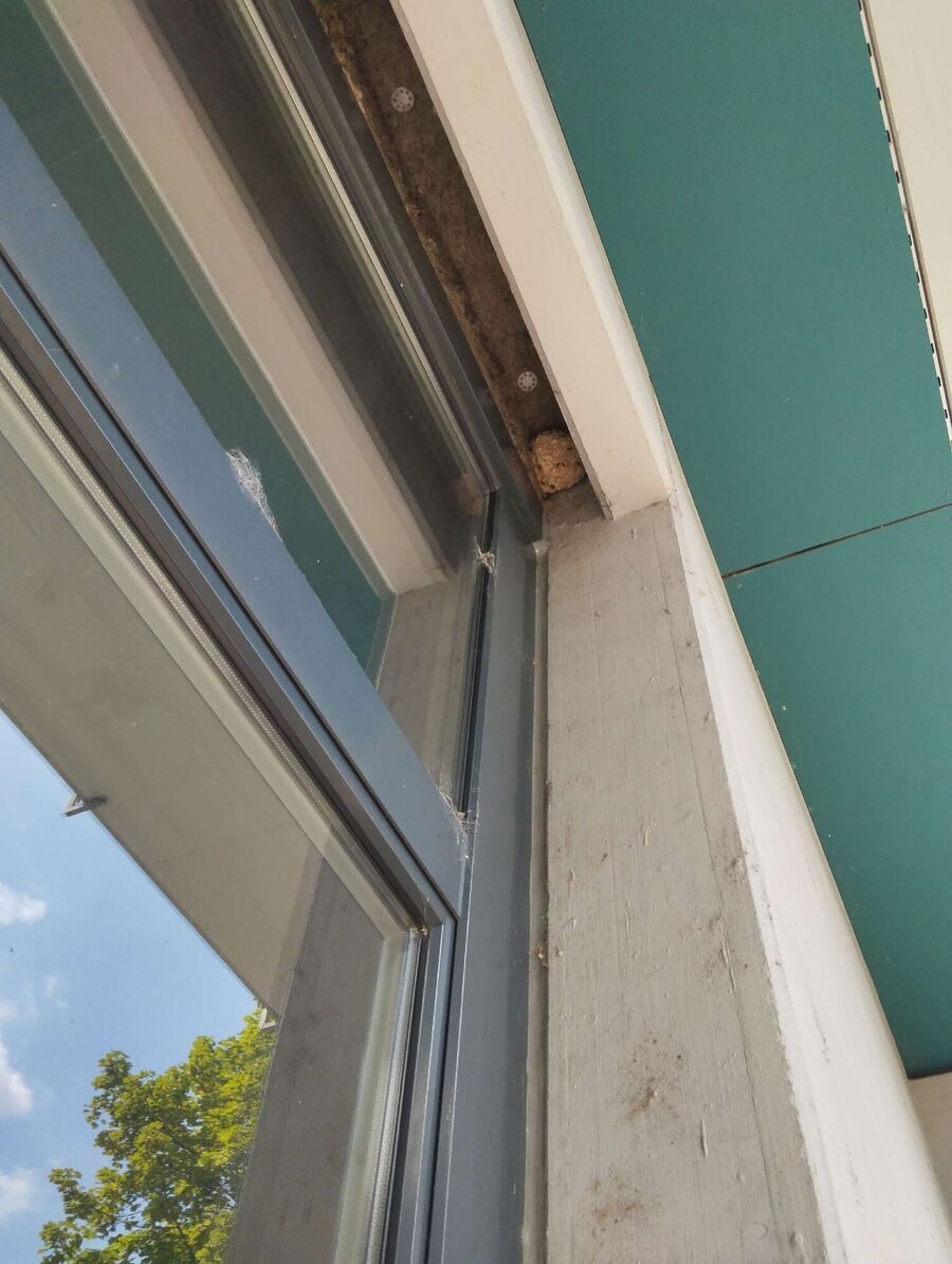 Relocate bees & remove bee nest