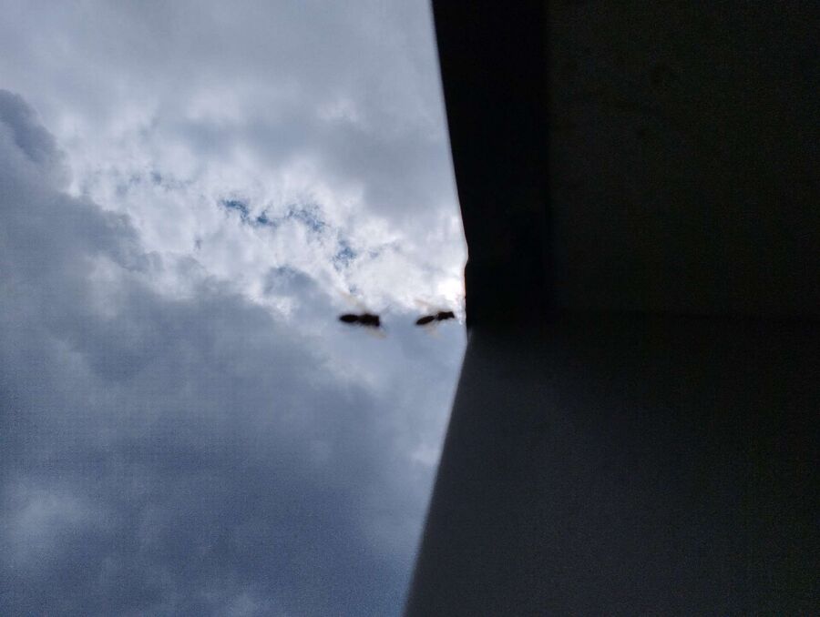 Relocate bees & remove bee nest