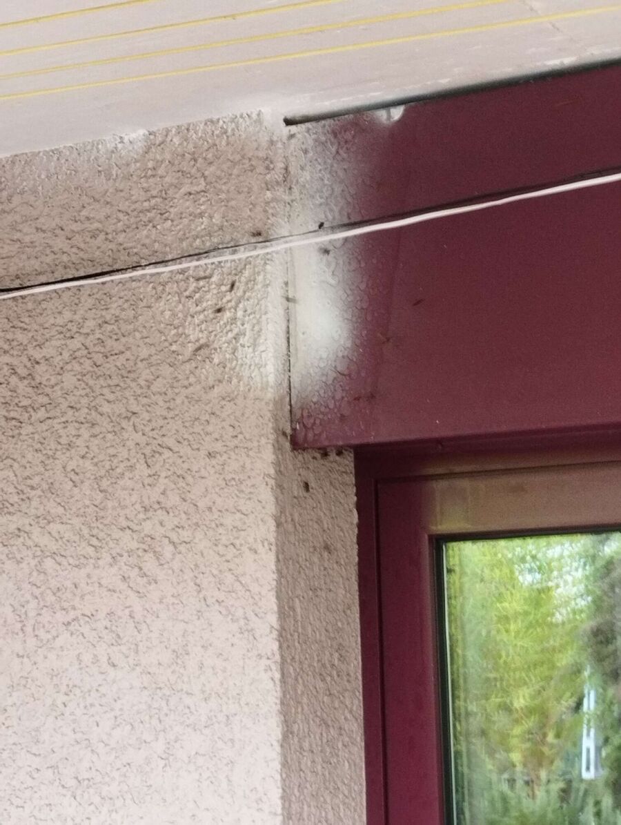 Relocate bees & remove bee nest