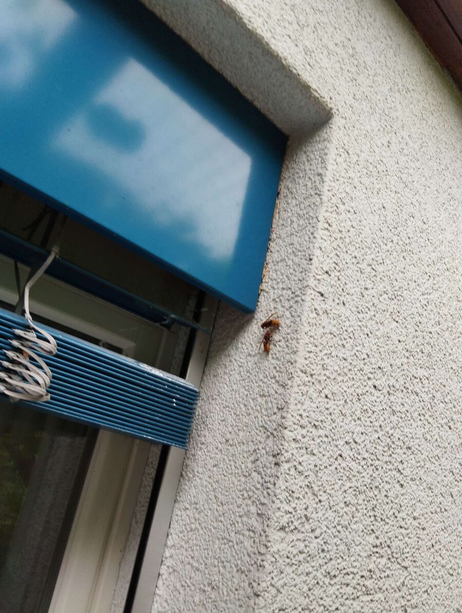 Bee nest at the house remove