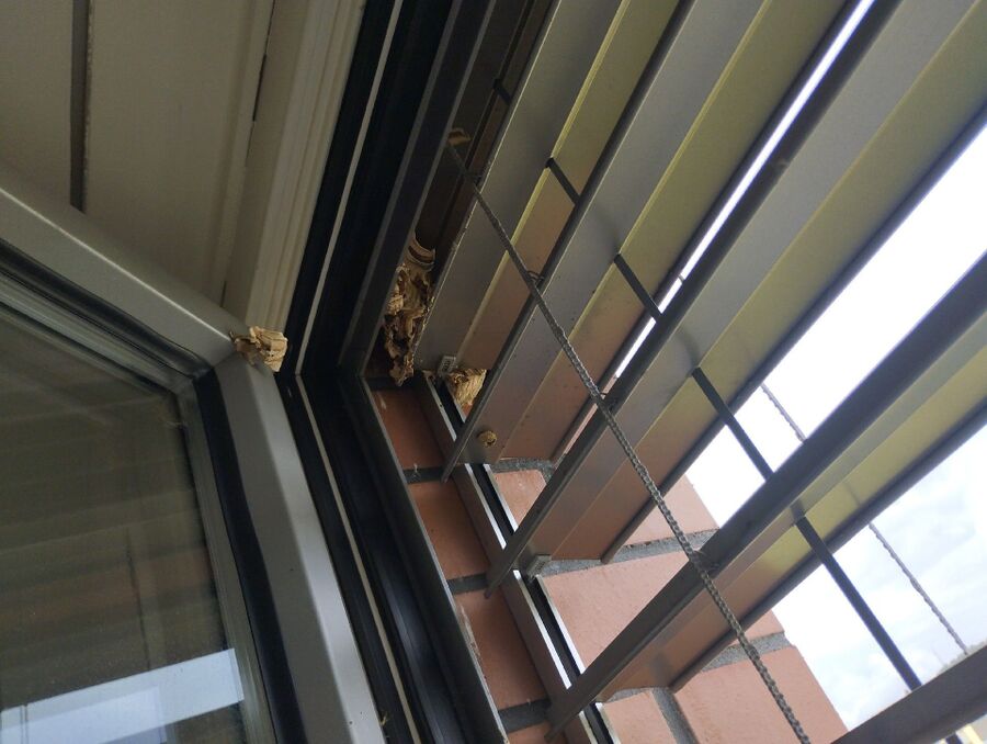 Relocate bees & remove bee nest