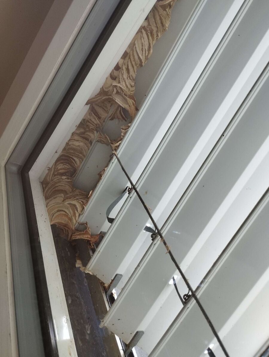 Bee nest at the house remove