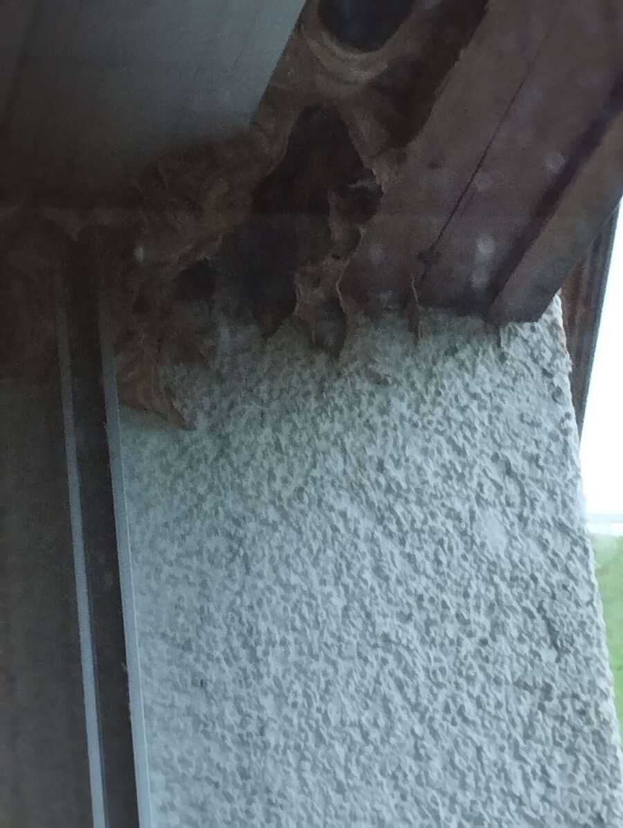 Bee nest at the house remove