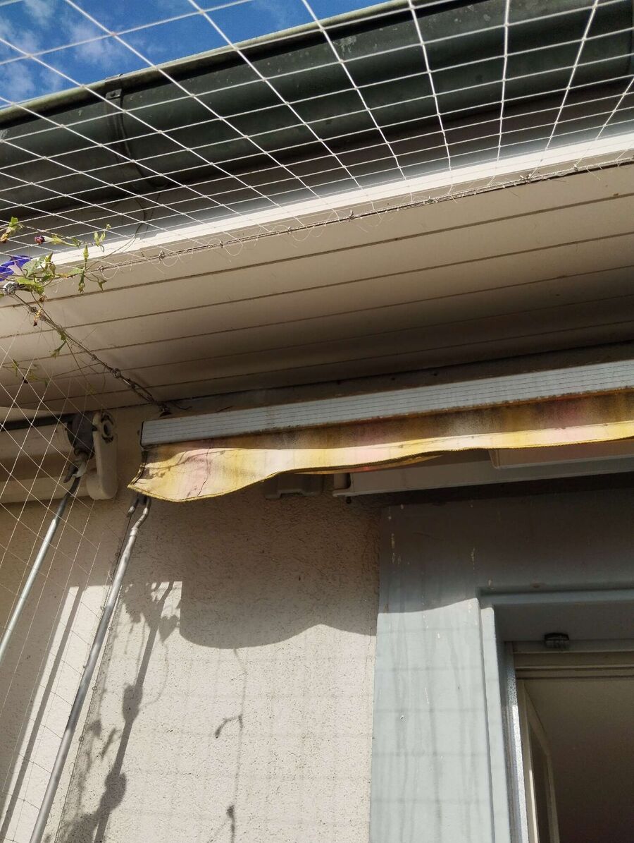 Bee nest at the house remove