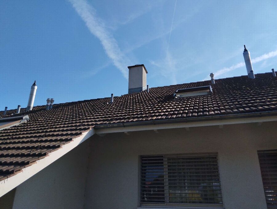 Relocate bees & remove bee nest