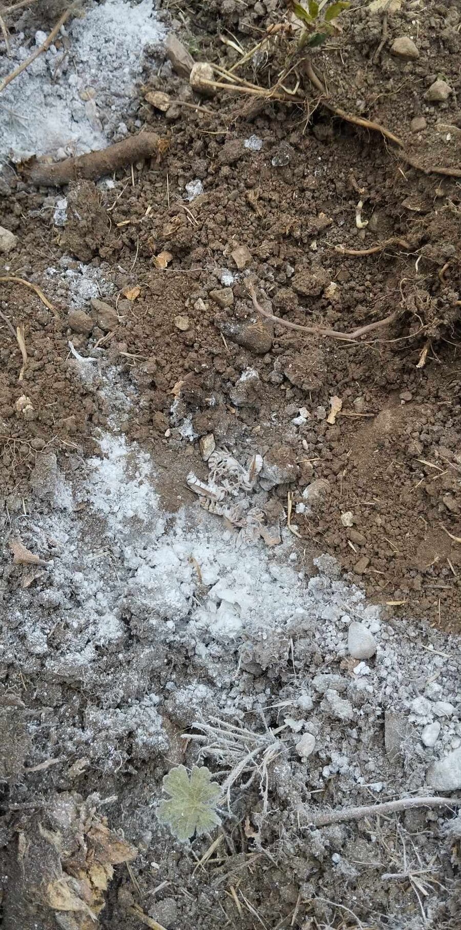 Bee nest at the house remove