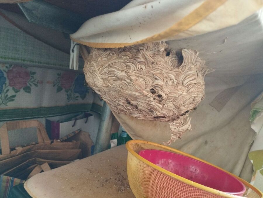 Relocate bees & remove bee nest