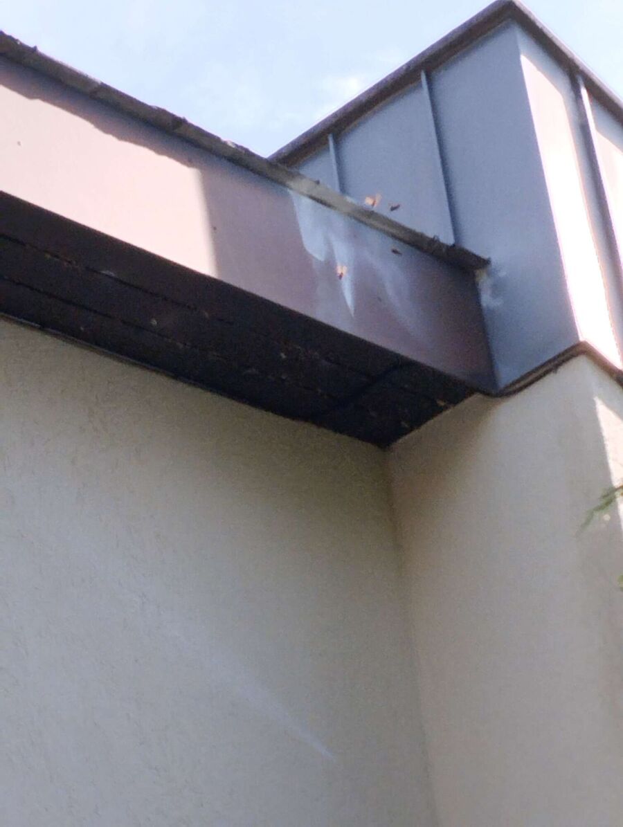 Bee nest at the house remove