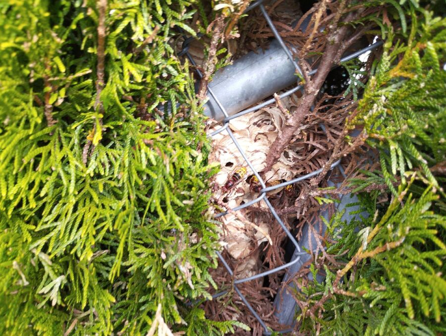 Relocate bees & remove bee nest