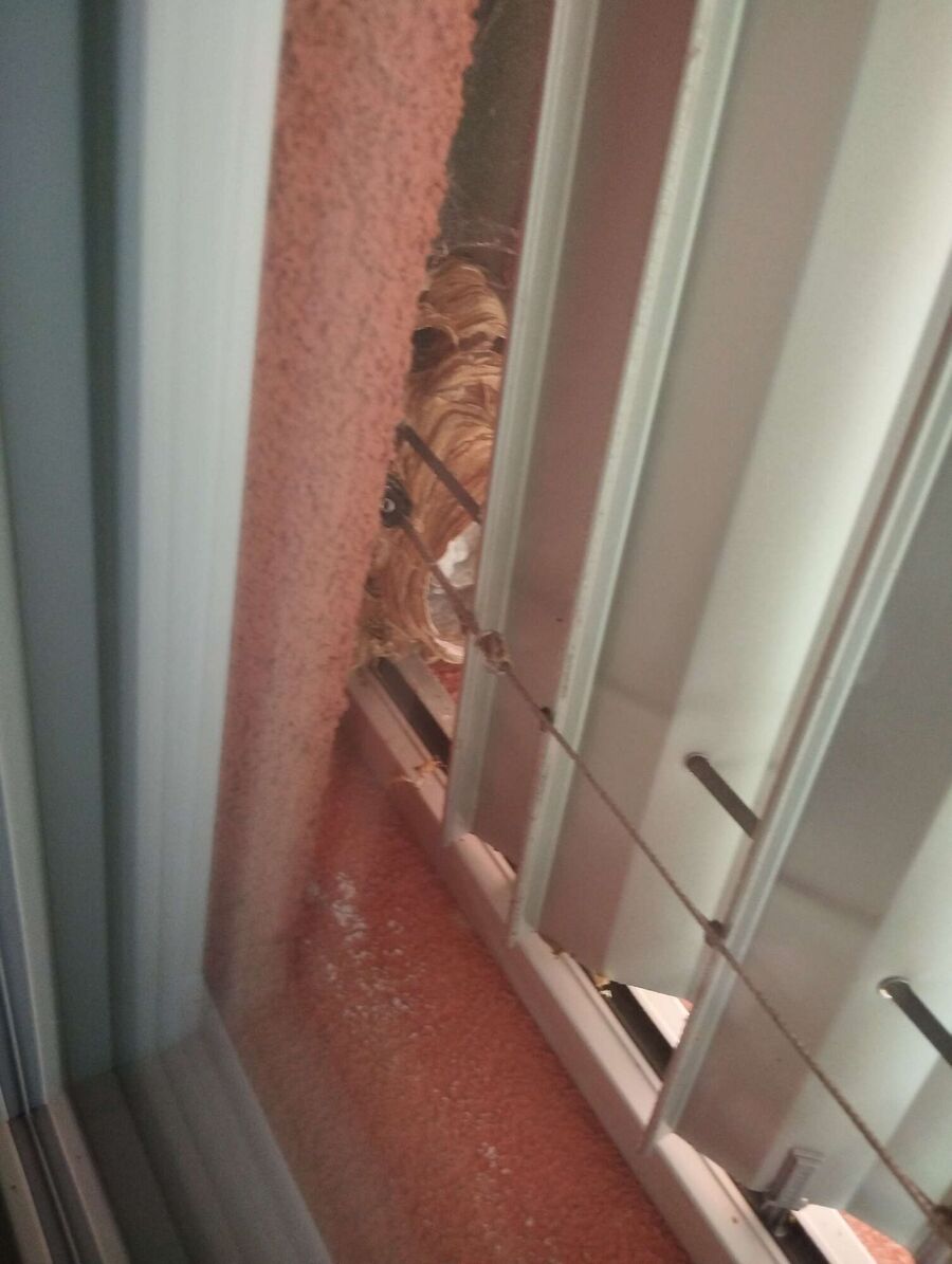 Bee nest at the house remove