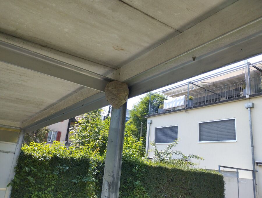 Bee nest at the house remove