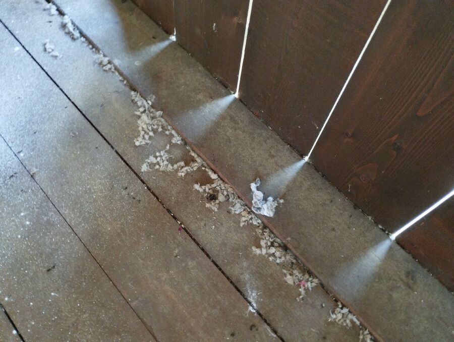 Relocate bees & remove bee nest