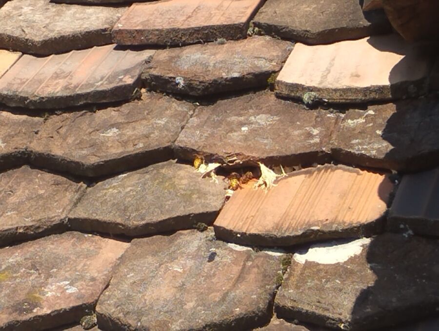 Bee nest at the house remove