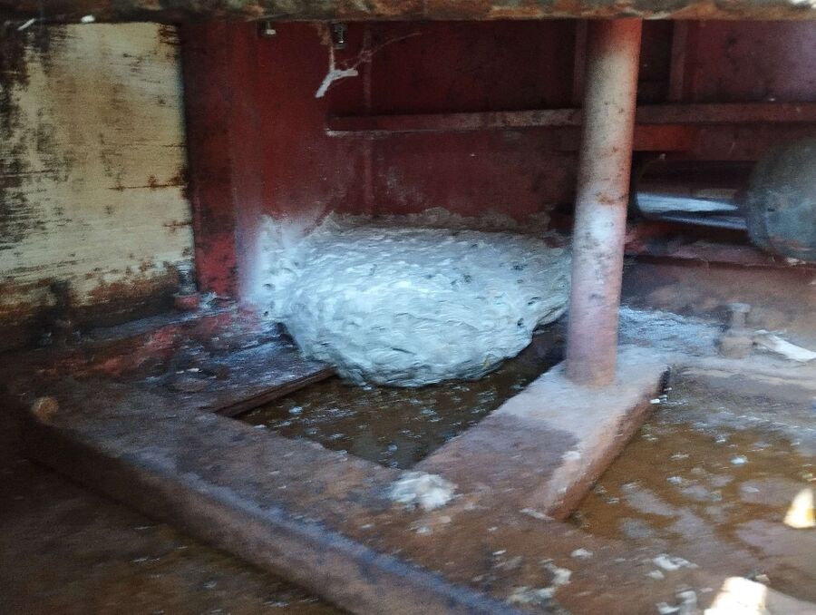 Bee nest at the house remove