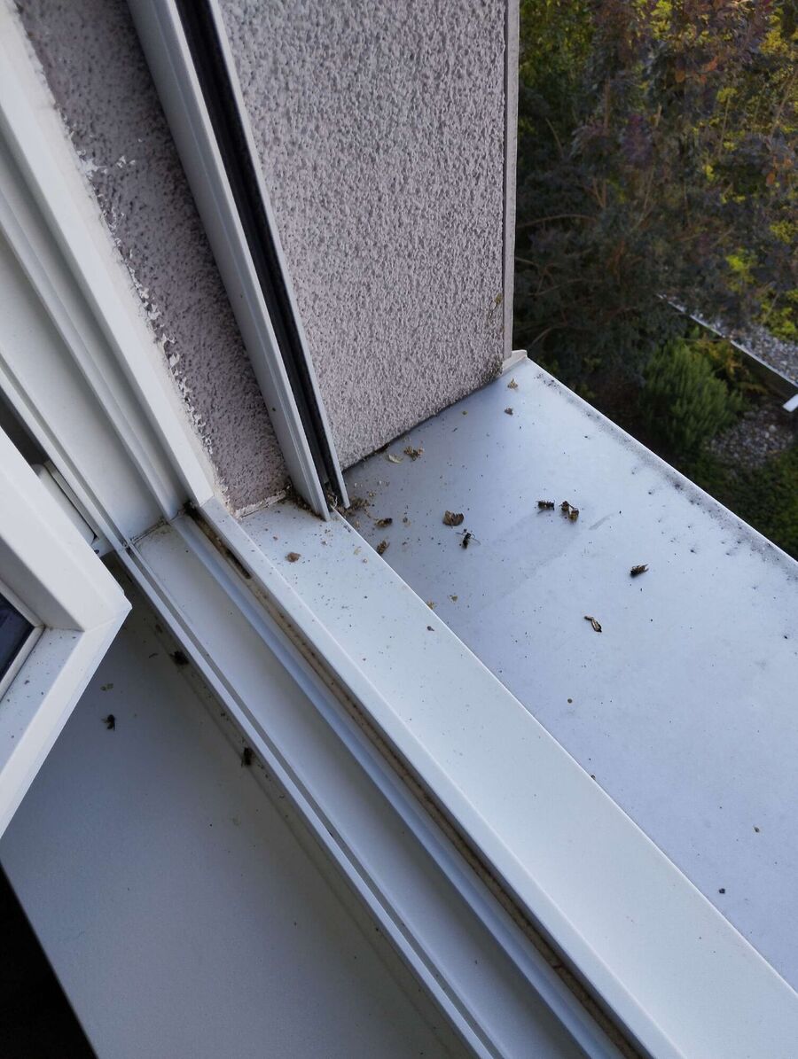 Relocate bees & remove bee nest