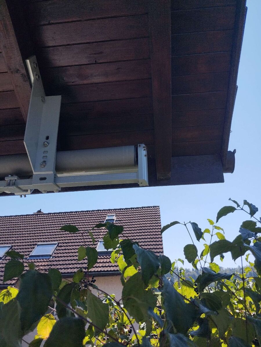 Relocate bees & remove bee nest