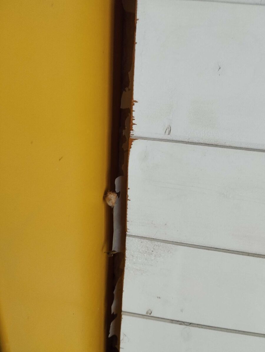 Bee nest at the house remove