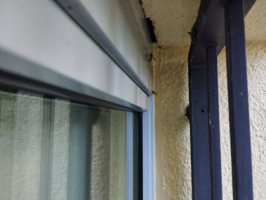 Relocate bees & remove bee nest