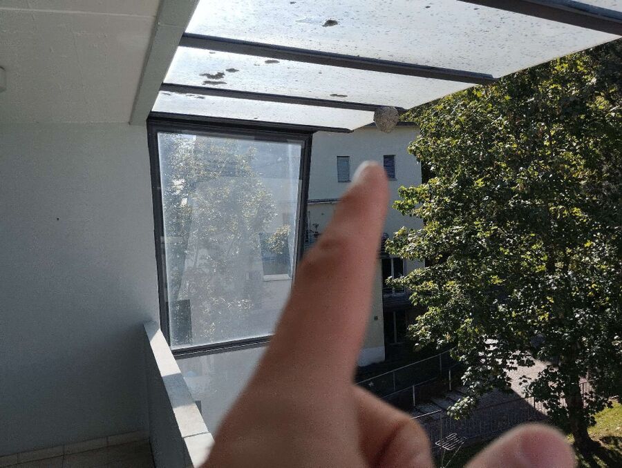 Bee nest at the house remove