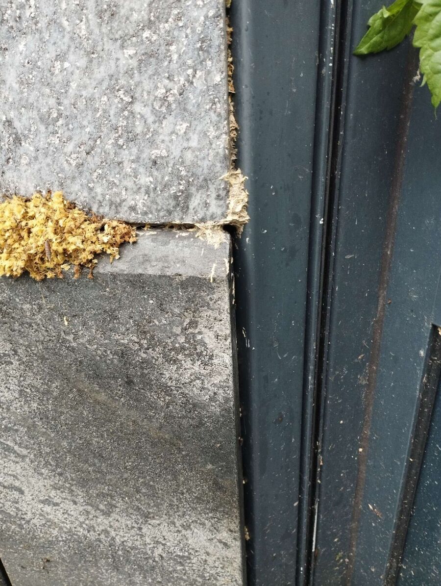 Relocate bees & remove bee nest