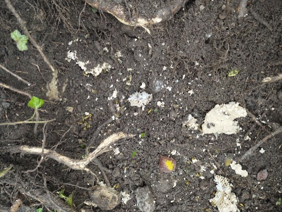 Bee nest at the house remove